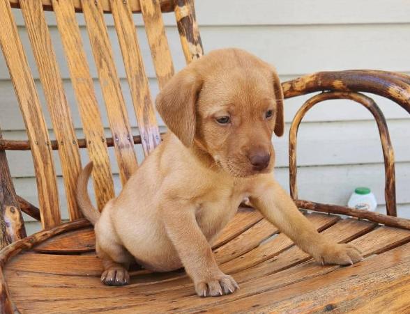 Enlarge Ruby, an adopted mixed breed in Eutawville, SC image 2/4