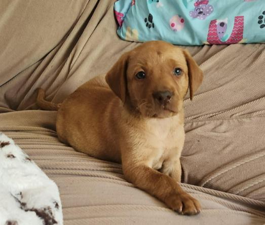 Ruby, adopted, Puppy Female Labrador Retriever.