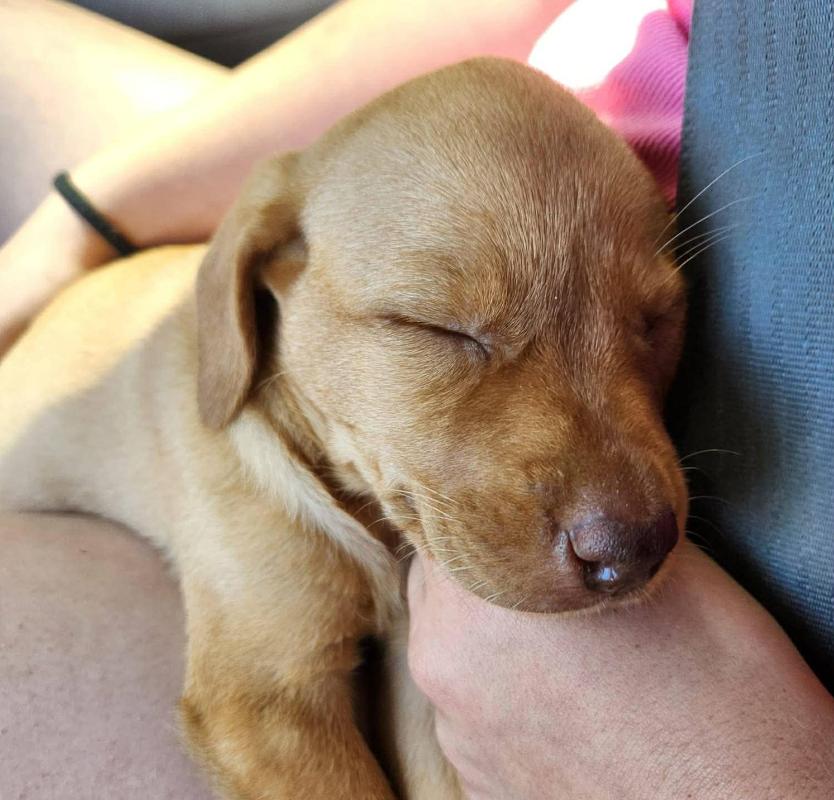 Enlarge Ruby, an adopted mixed breed in Eutawville, SC image 4/4