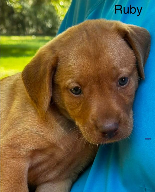 Enlarge Ruby, an adopted mixed breed in Eutawville, SC image 3/4