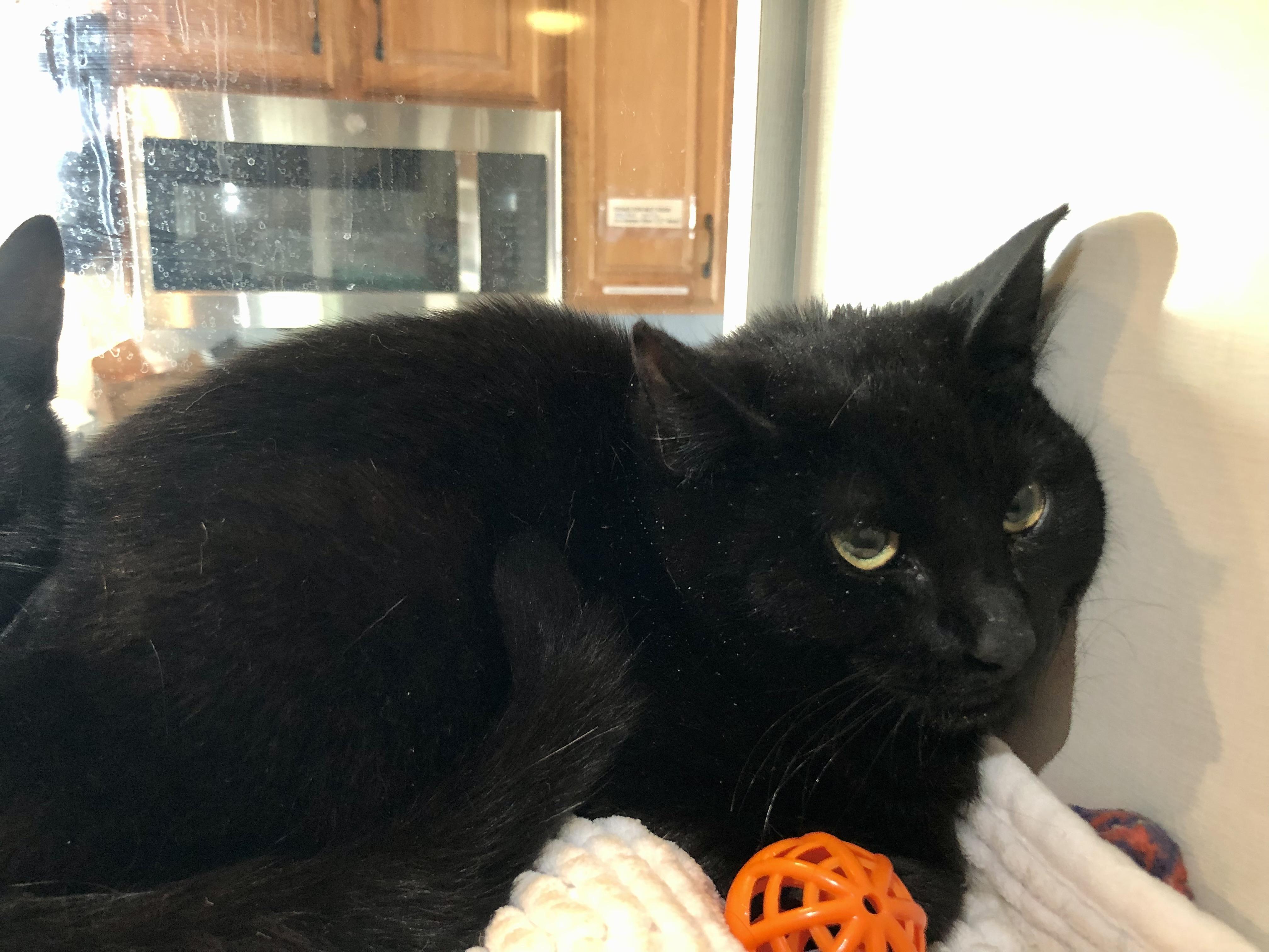 Enlarge Sherlock Holmes, an adopted Domestic Short Hair in Salisbury, MA image 4/4