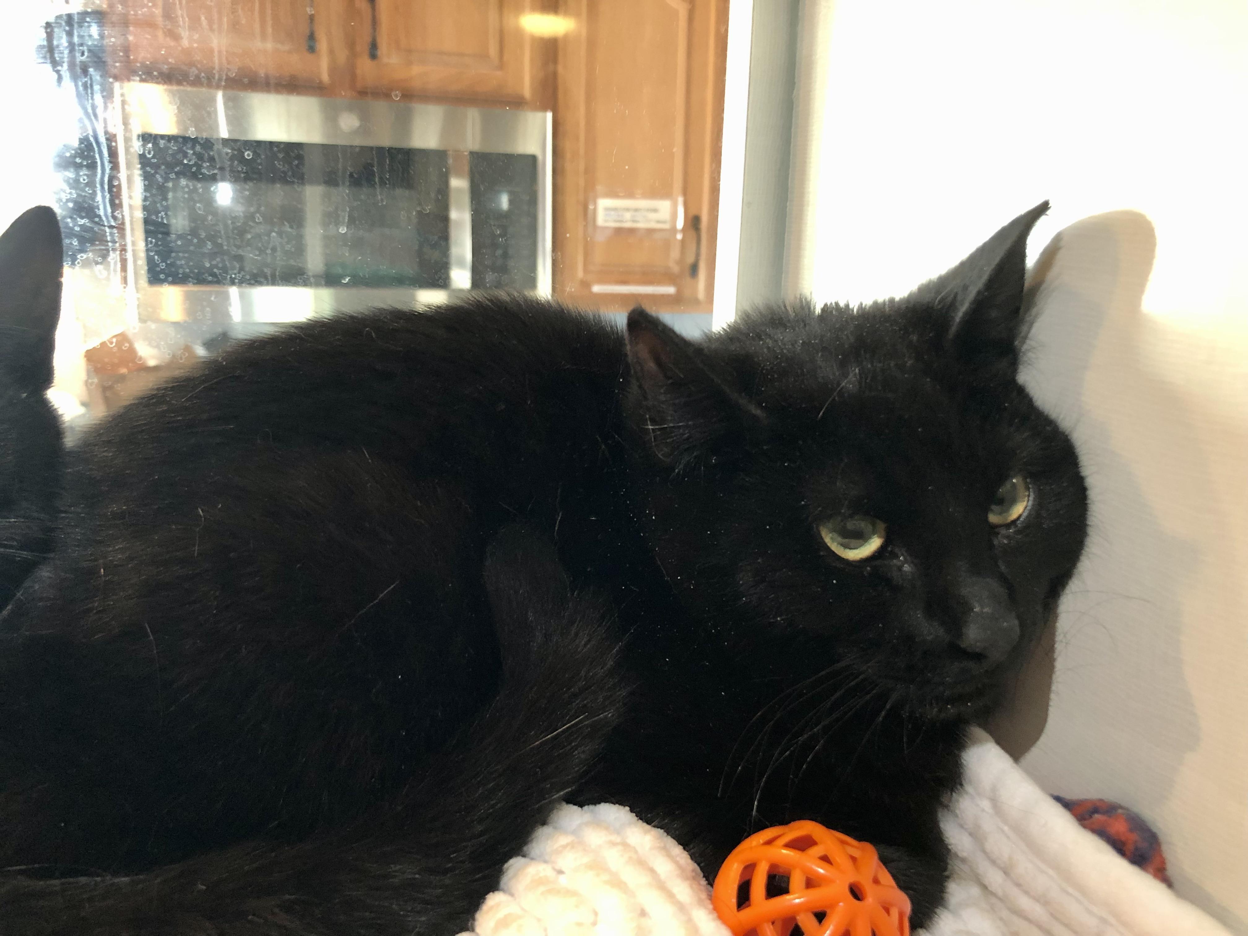 Enlarge Sherlock Holmes, an adopted Domestic Short Hair in Salisbury, MA image 3/4