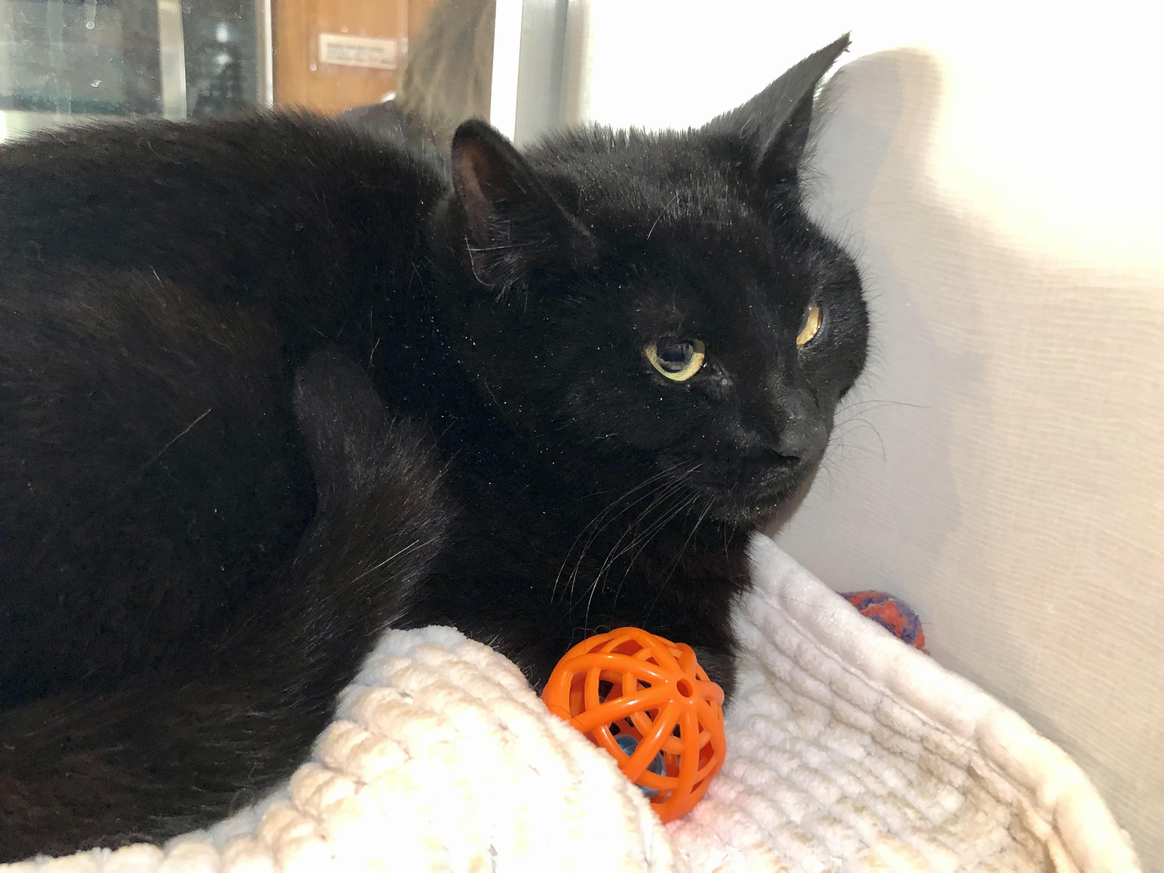 Enlarge Sherlock Holmes, an adopted Domestic Short Hair in Salisbury, MA image 2/4