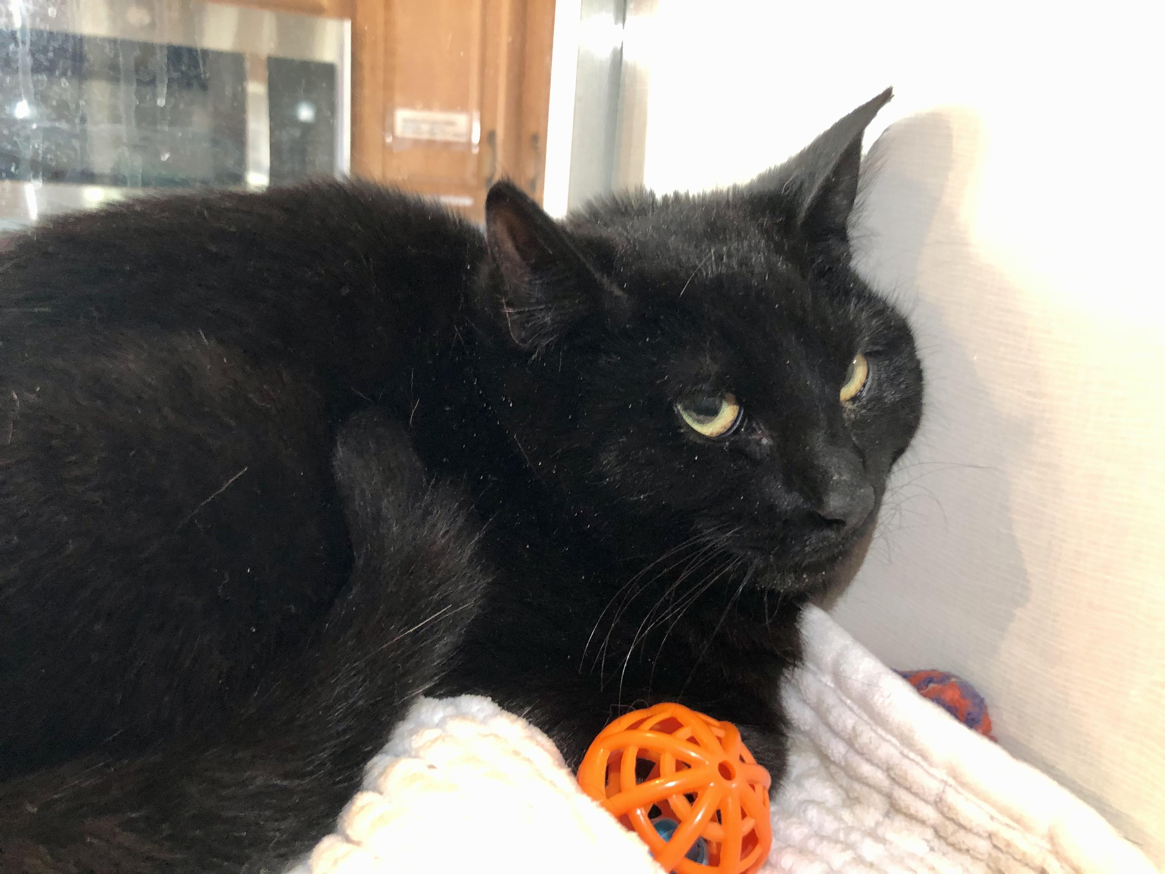 Enlarge Sherlock Holmes, an adopted Domestic Short Hair in Salisbury, MA image 1/4