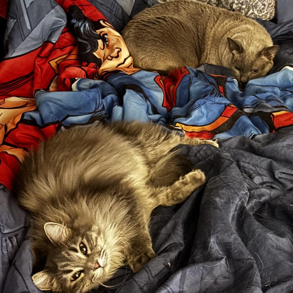 Fluffy Princess, Adoptable, Adult Female Domestic Long Hair.