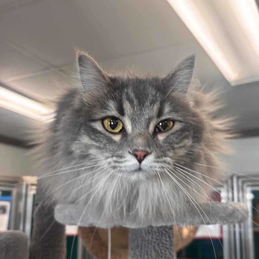 Fluffy Princess, a Adoptable Domestic Long Hair in Belleville, IL image 2/5