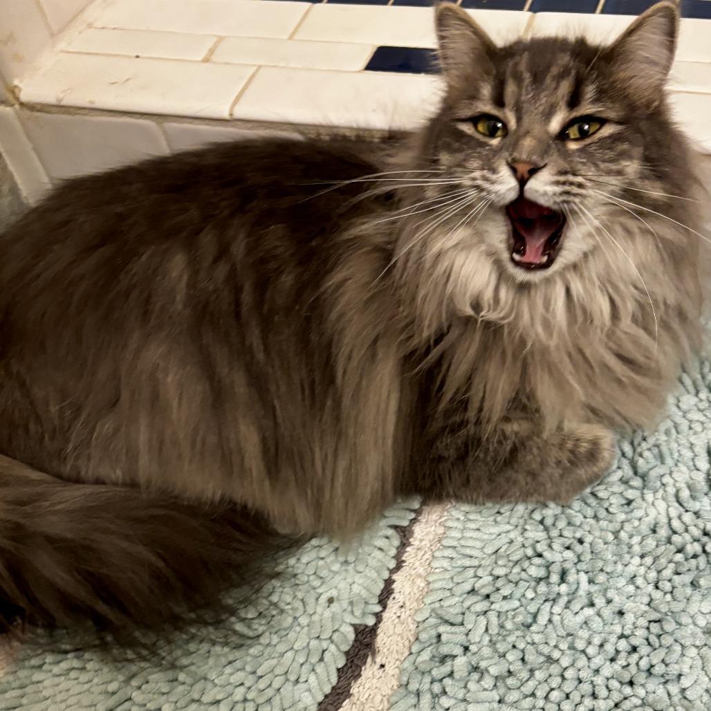 Fluffy Princess, a Adoptable Domestic Long Hair in Belleville, IL image 4/5