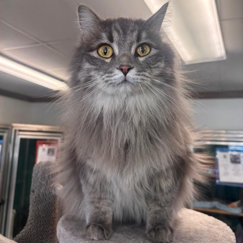 Fluffy Princess, a Adoptable Domestic Long Hair in Belleville, IL image 5/5