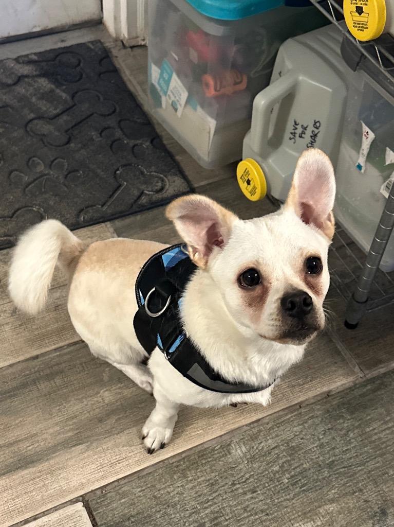 Owen, Adoptable, Young Male Chihuahua & Pomeranian.