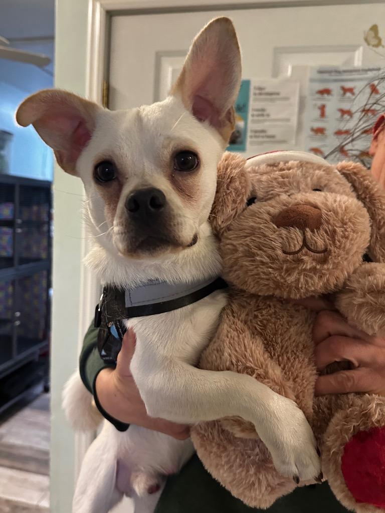 Owen, a Adoptable mixed breed in Peru, NY image 2/3