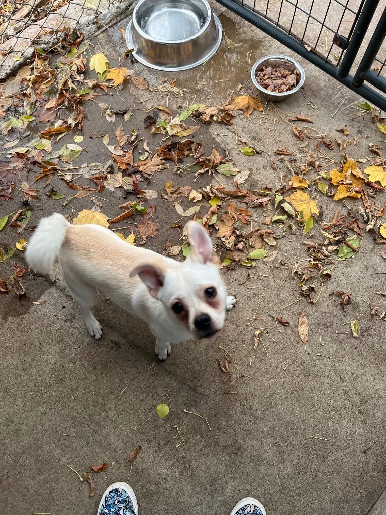 Owen, a Adoptable mixed breed in Peru, NY image 3/3