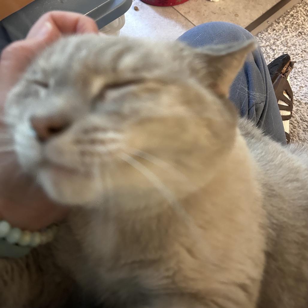 Ozu, Adoptable, Adult Female Siamese.
