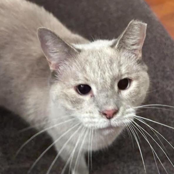 Enlarge Ozu, a Adoptable Siamese in Gordonsville, TN image 2/3