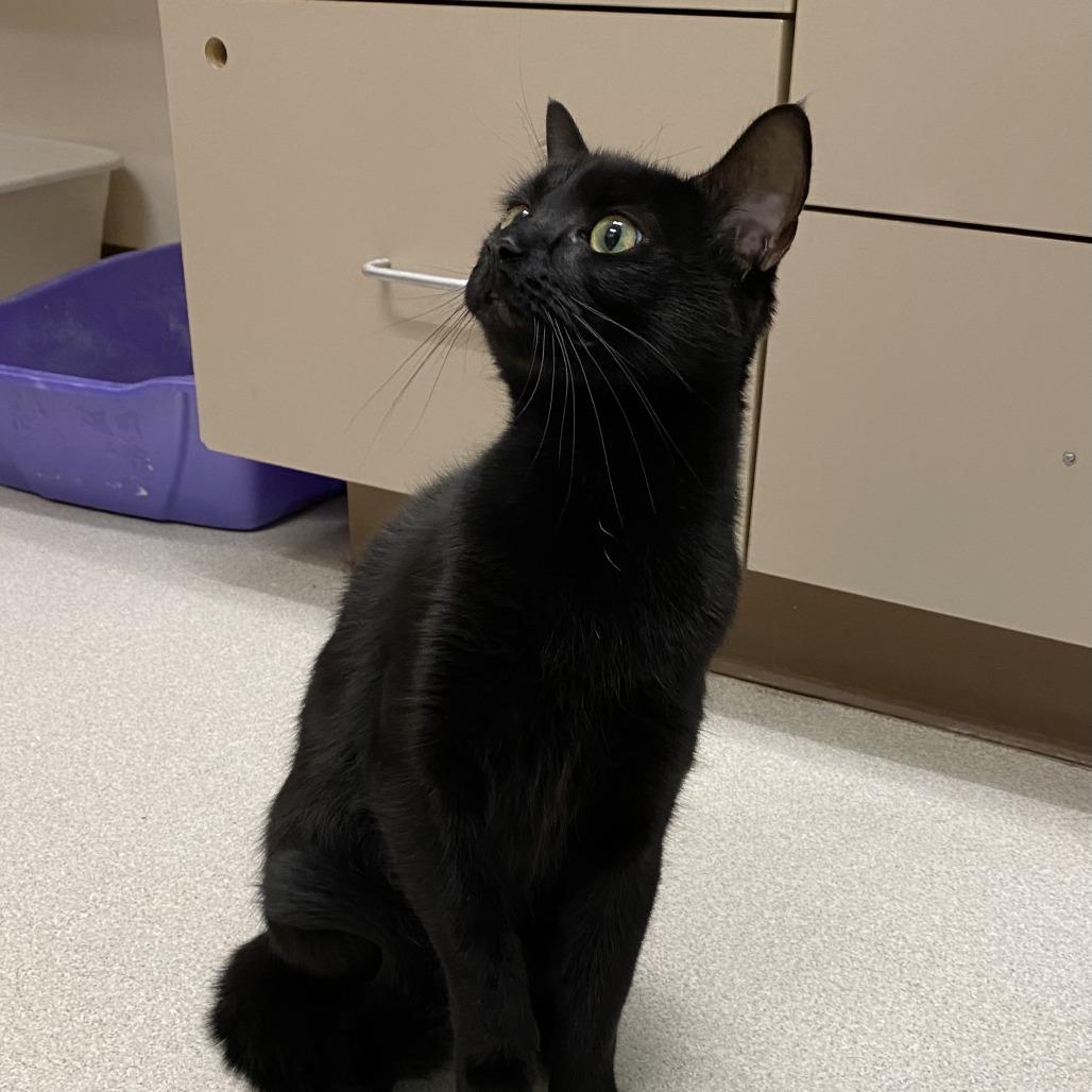 Zara with Nova-2 for 1 -in foster- See our Video!, a Adoptable Domestic Short Hair in Springfield, MA image 1/6