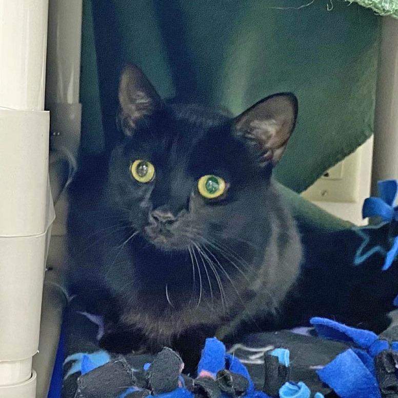 Zara with Nova-2 for 1 -in foster- See our Video!, a Adoptable Domestic Short Hair in Springfield, MA image 2/6