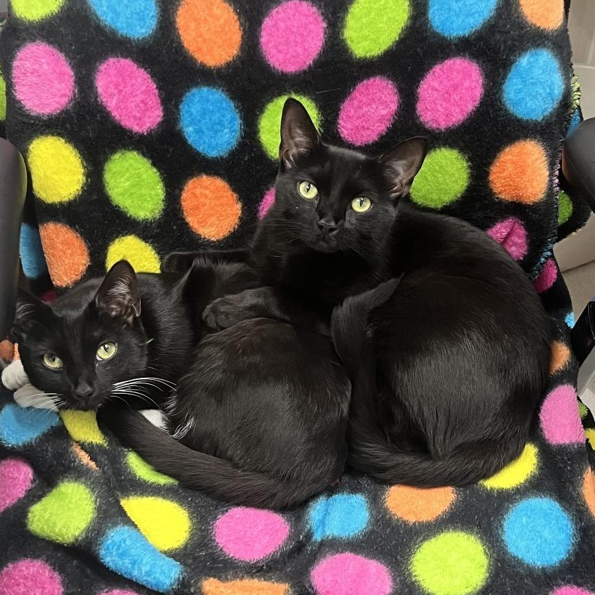 Zara with Nova-2 for 1 -in foster- See our Video!, a Adoptable Domestic Short Hair in Springfield, MA image 3/6