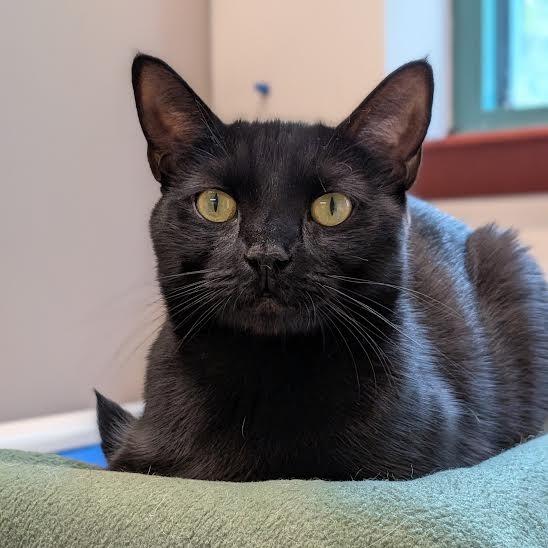Zara with Nova-2 for 1 -in foster- See our Video!, a Adoptable Domestic Short Hair in Springfield, MA image 4/6