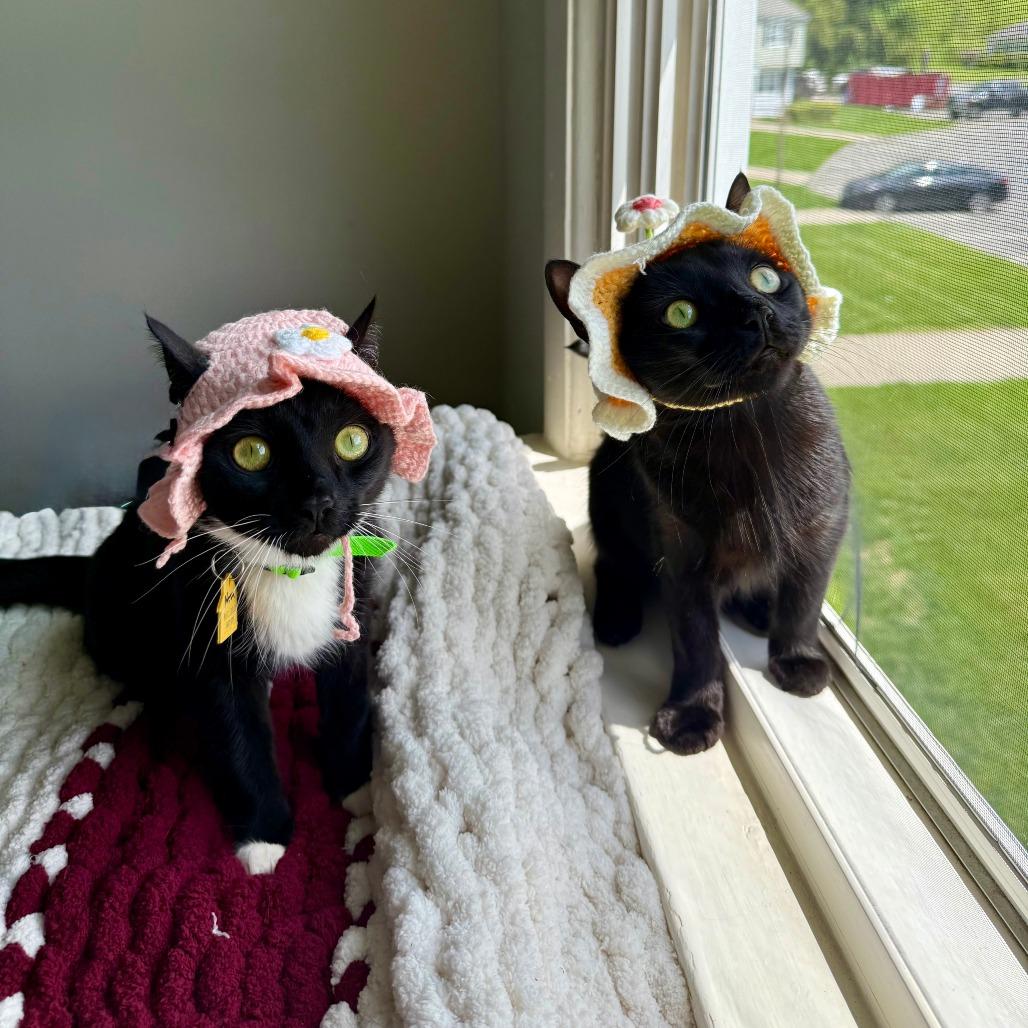 Zara with Nova-2 for 1 -in foster- See our Video!, a Adoptable Domestic Short Hair in Springfield, MA image 5/6