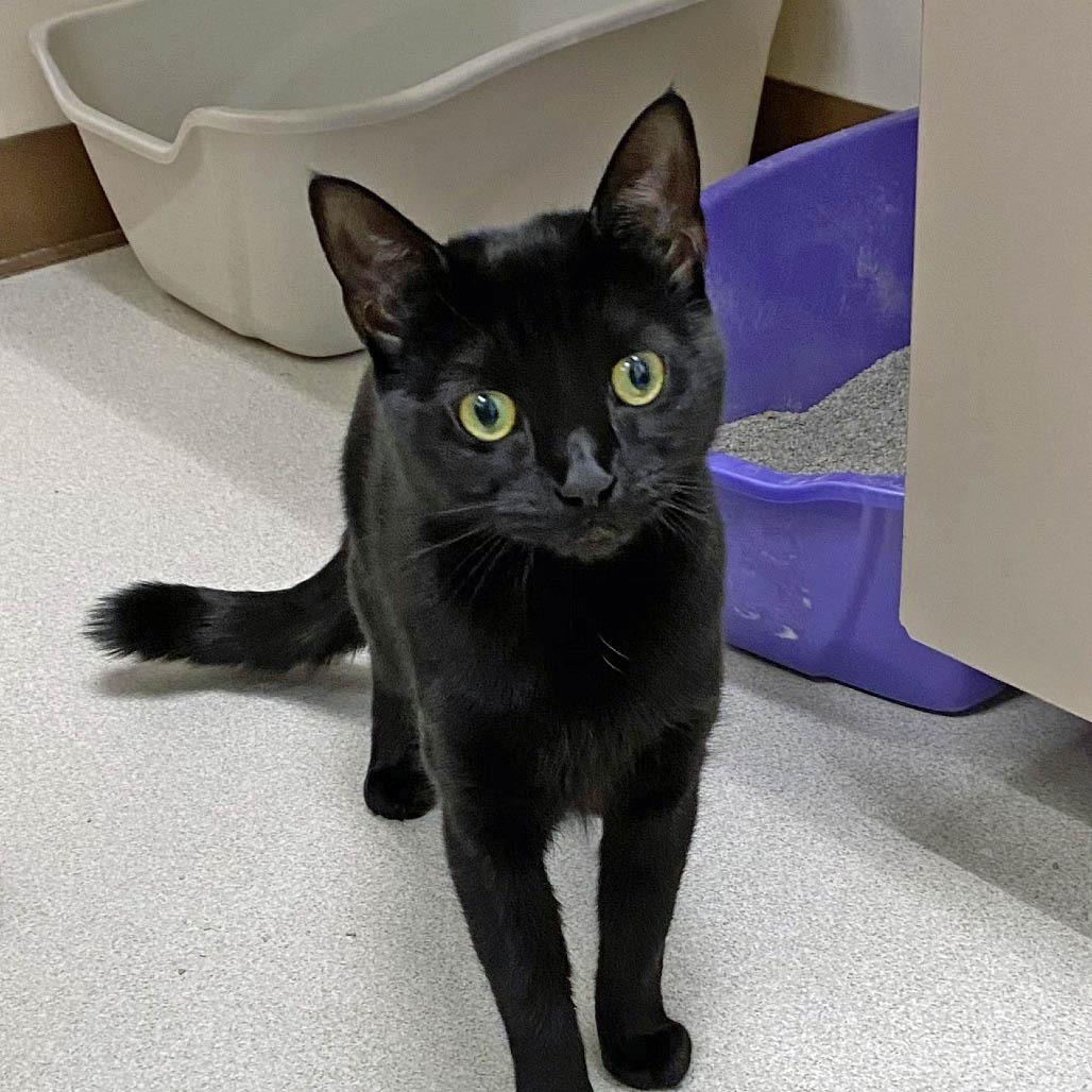 Zara with Nova-2 for 1 -in foster- See our Video!, a Adoptable Domestic Short Hair in Springfield, MA image 6/6