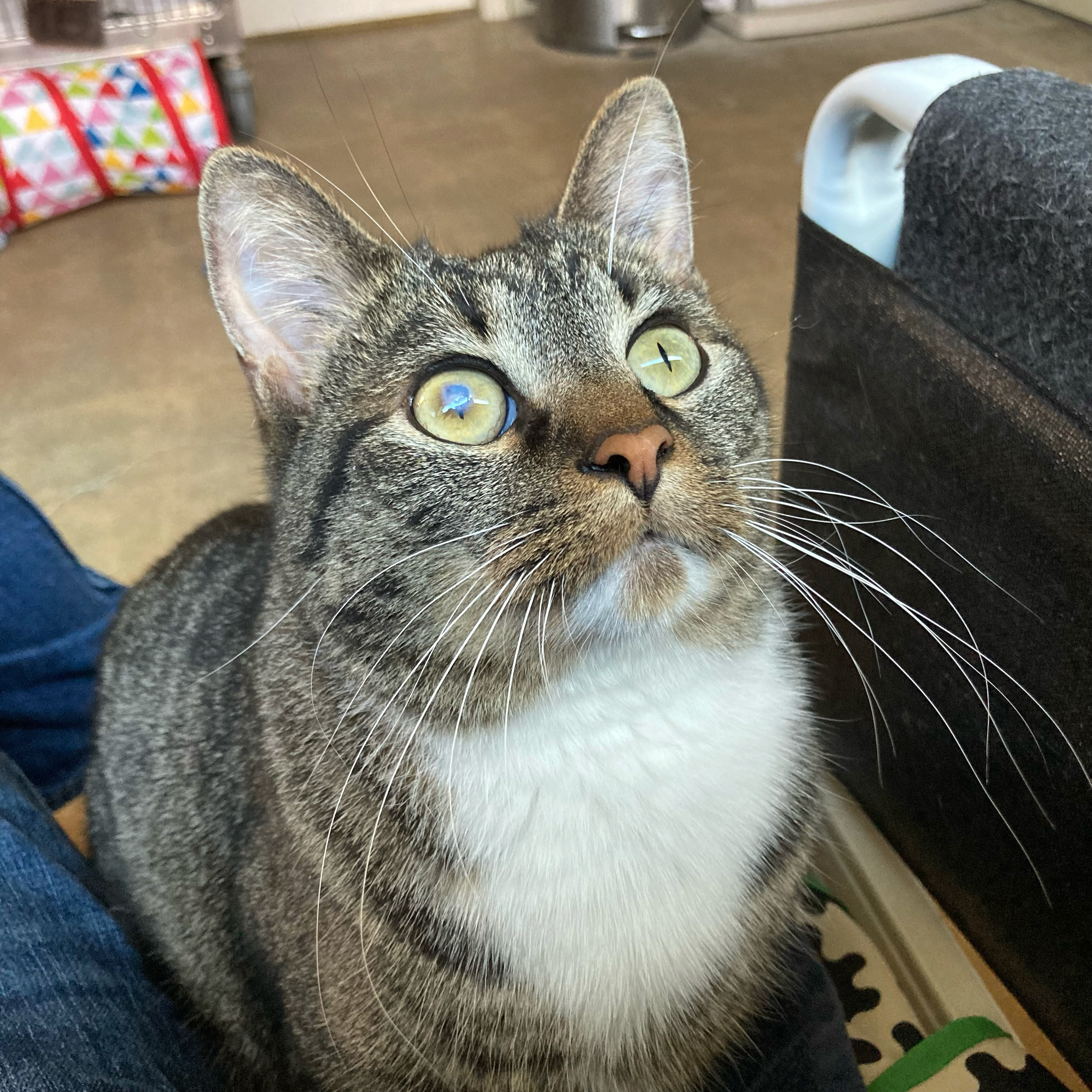 Snoopy, a Adoptable Tabby in Canoga Park, CA image 2/4