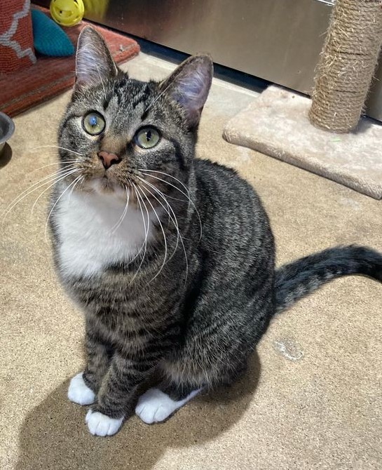 Snoopy, a Adoptable Tabby in Canoga Park, CA image 4/4