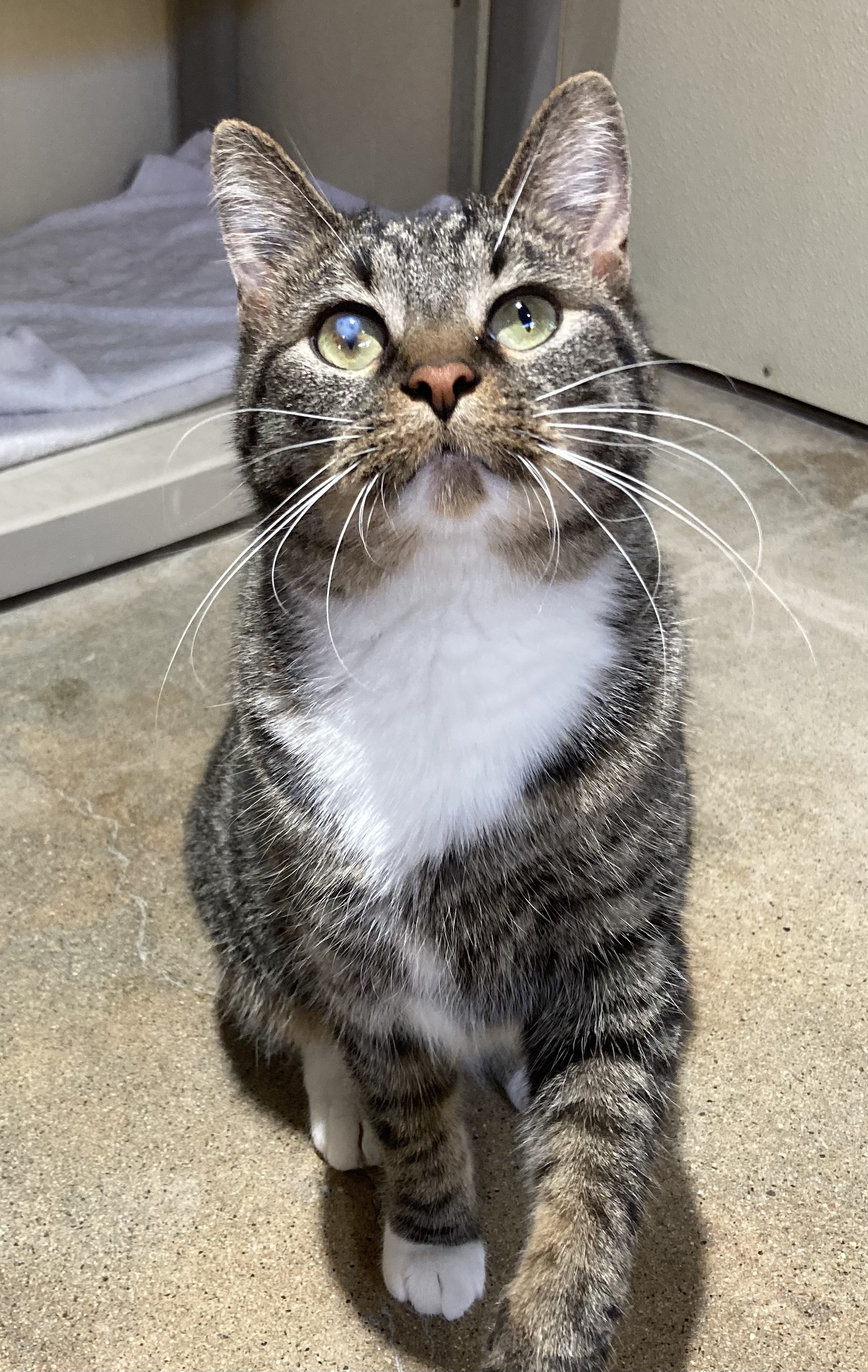 Snoopy, a Adoptable Tabby in Canoga Park, CA image 3/4