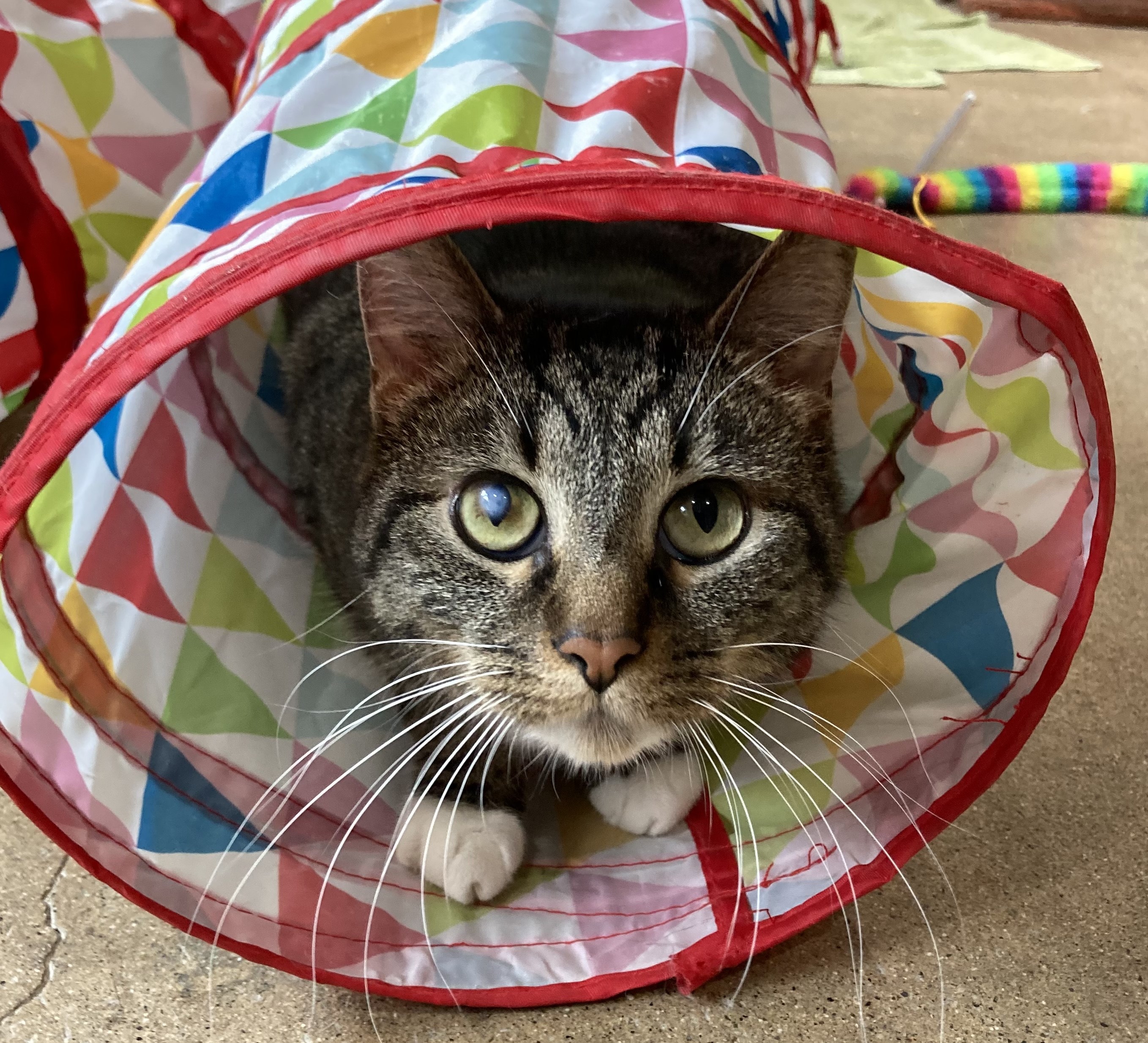 Snoopy, Adoptable, Adult Male Tabby.