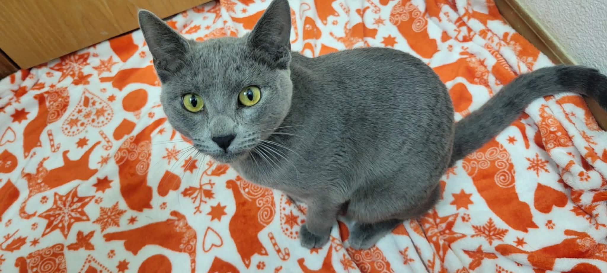 Enlarge Rain, an adopted Domestic Short Hair in Yakima, WA image 3/6