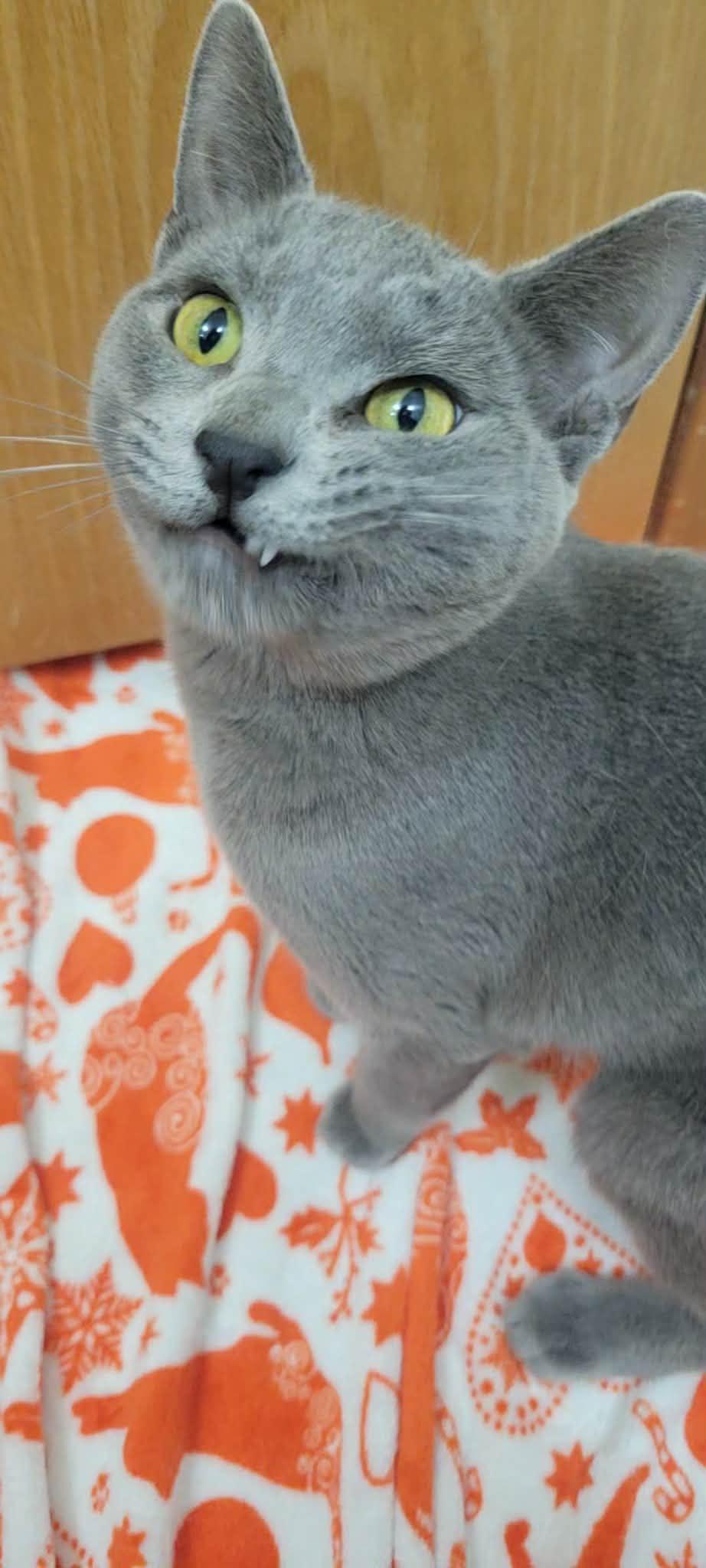 Enlarge Rain, an adopted Domestic Short Hair in Yakima, WA image 6/6