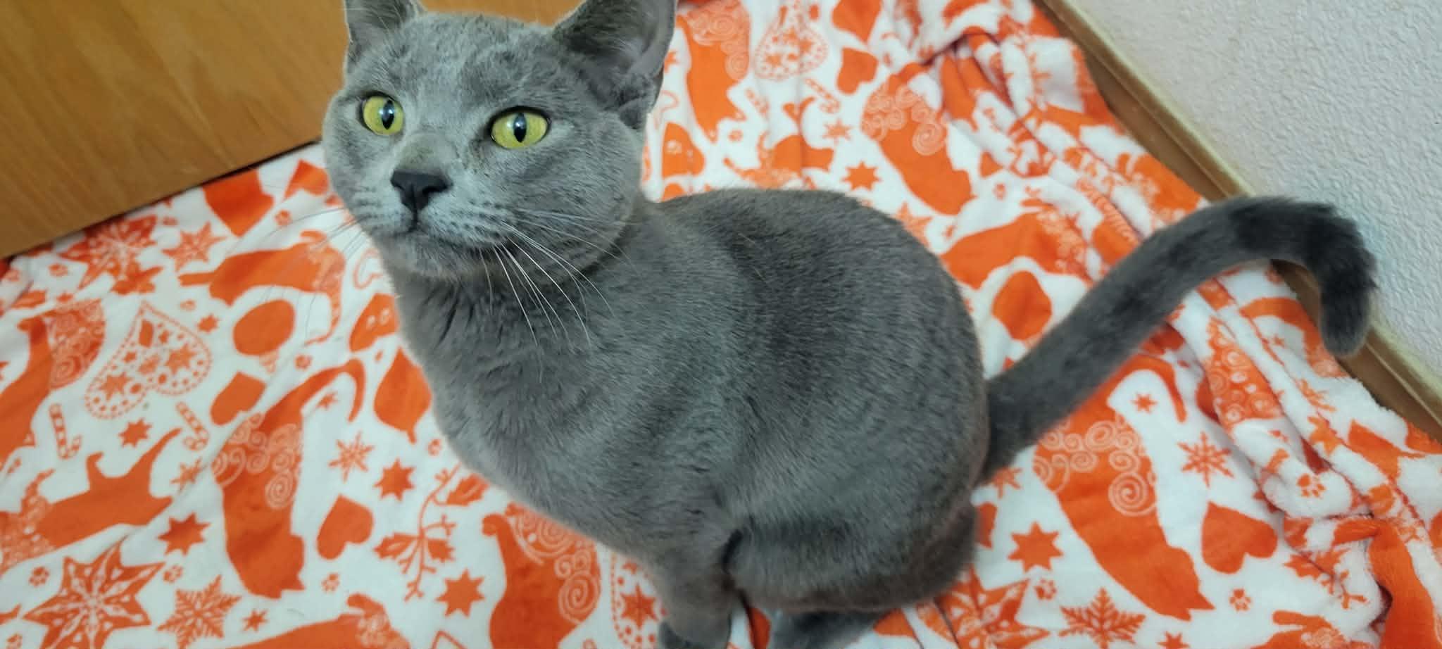 Enlarge Rain, an adopted Domestic Short Hair in Yakima, WA image 2/6