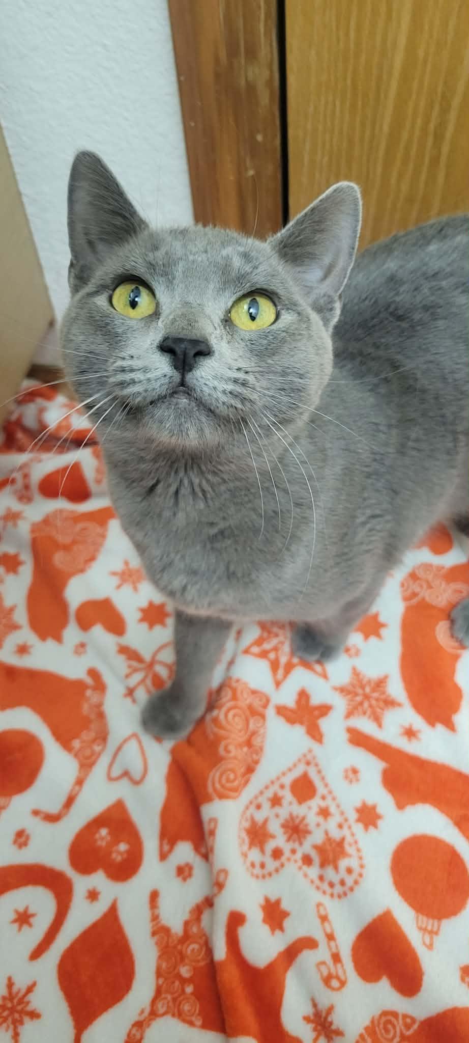 Rain, adopted, Young Female Domestic Short Hair.