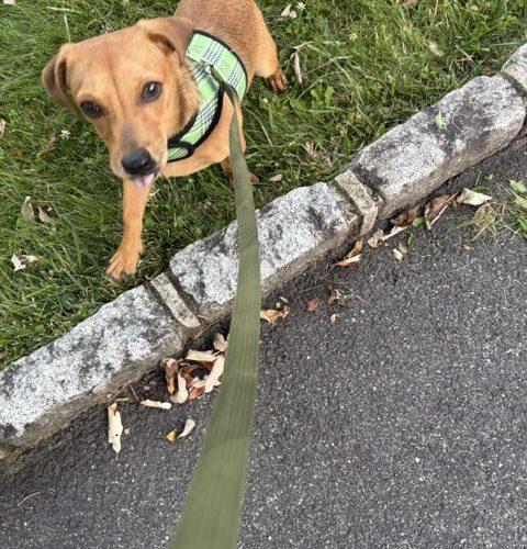 Teeter, Adoptable, Young Male Chihuahua & Mixed Breed.