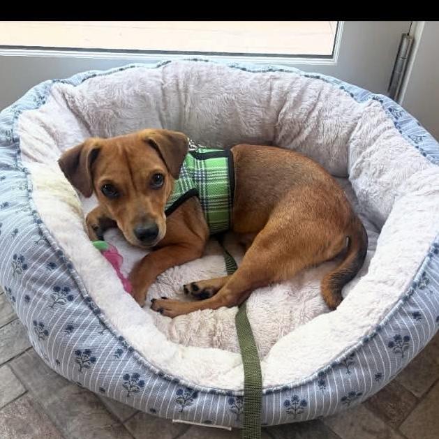 Teeter, a Adoptable mixed breed in Verona, NJ image 2/5