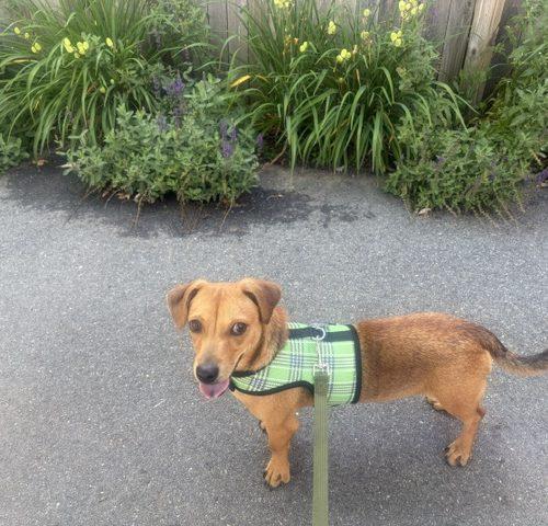 Teeter, a Adoptable mixed breed in Verona, NJ image 3/5