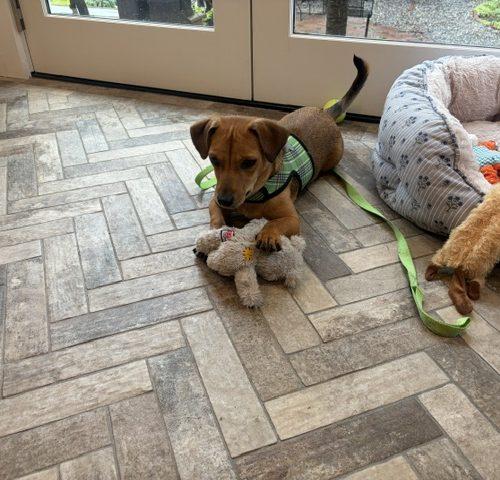 Teeter, a Adoptable mixed breed in Verona, NJ image 4/5