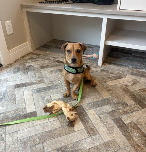 Teeter, a Adoptable mixed breed in Verona, NJ image 5/5