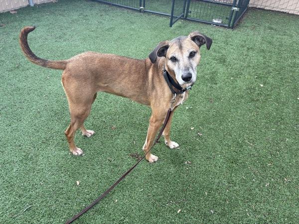 Enlarge Penny, a Adoptable mixed breed in Escondido, CA image 1/1