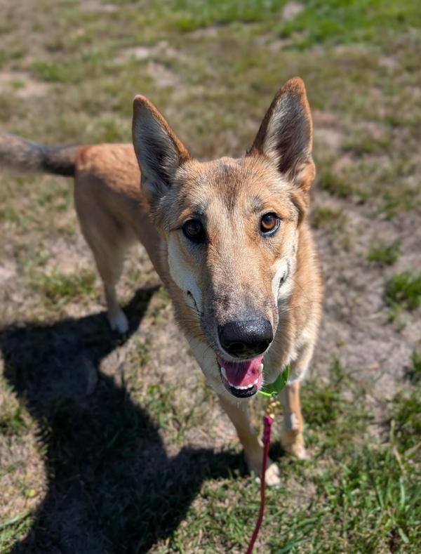 Willow, Adoptable, Young Female Shepherd.
