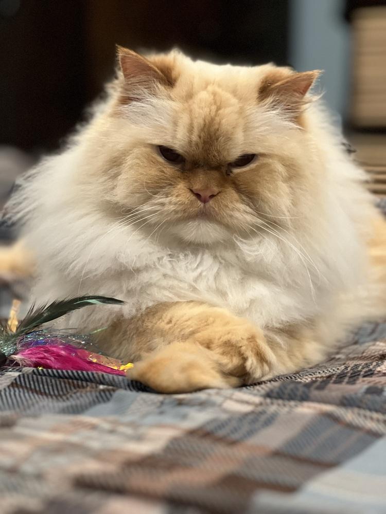 Walter, Adoptable, Adult Male Persian.