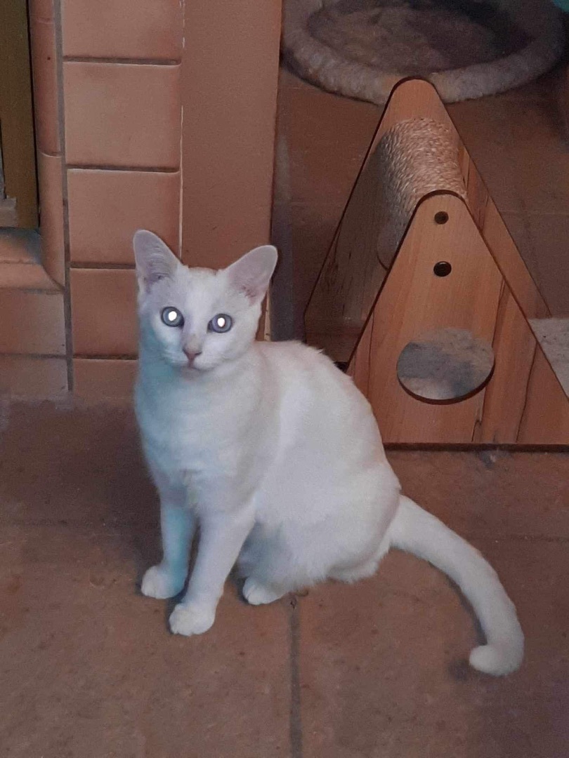 ANGEL, Adult Female Siamese