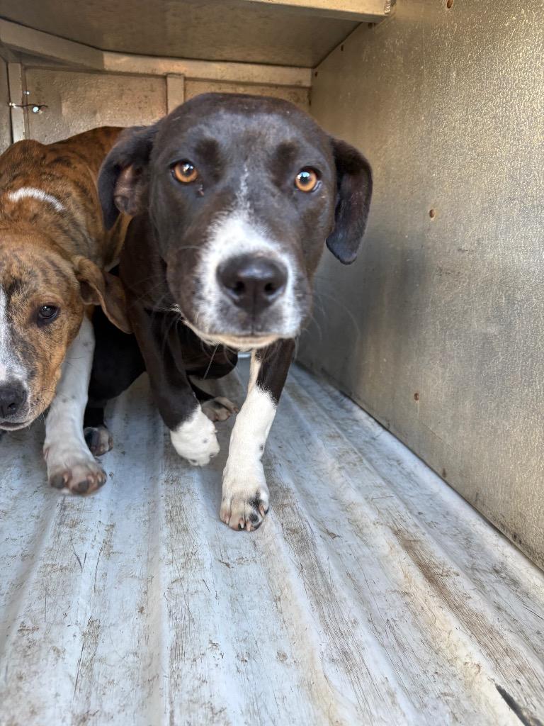 Thing 1, Adoptable, Young Female Mixed Breed.