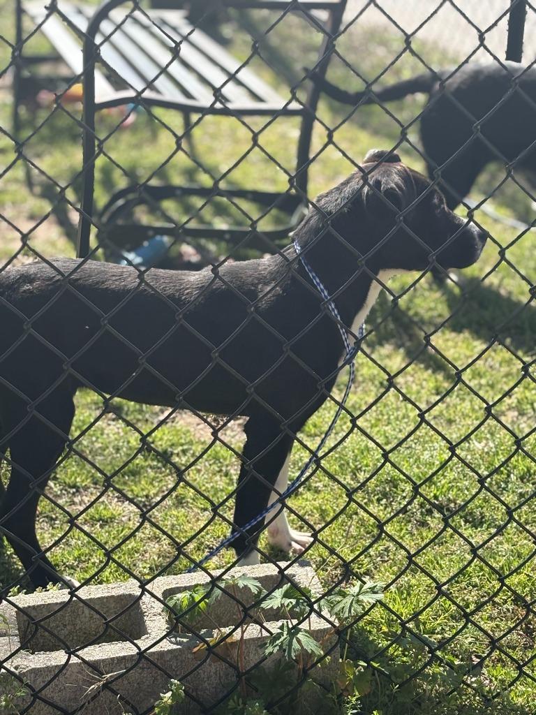 Enlarge Thing 1, a Adoptable mixed breed in Effingham, SC image 2/2