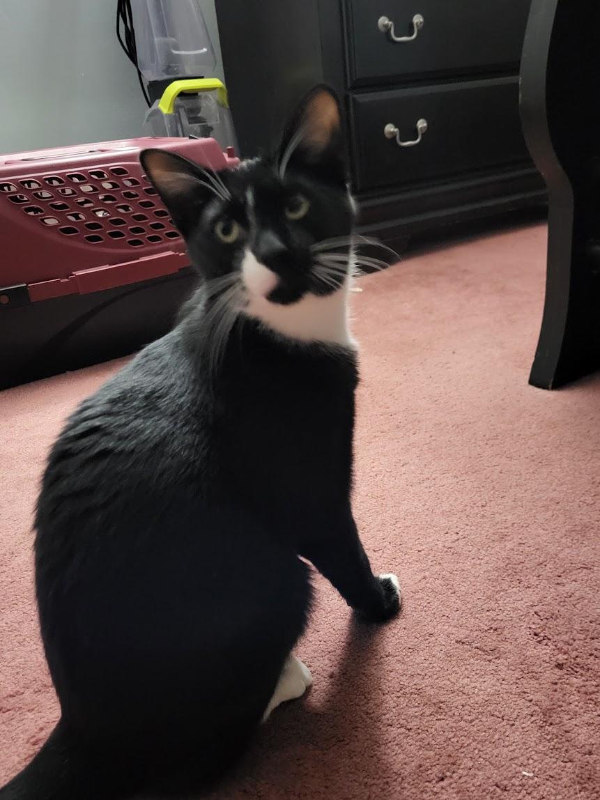 Max, Adoptable, Young Male Domestic Short Hair & Tuxedo.