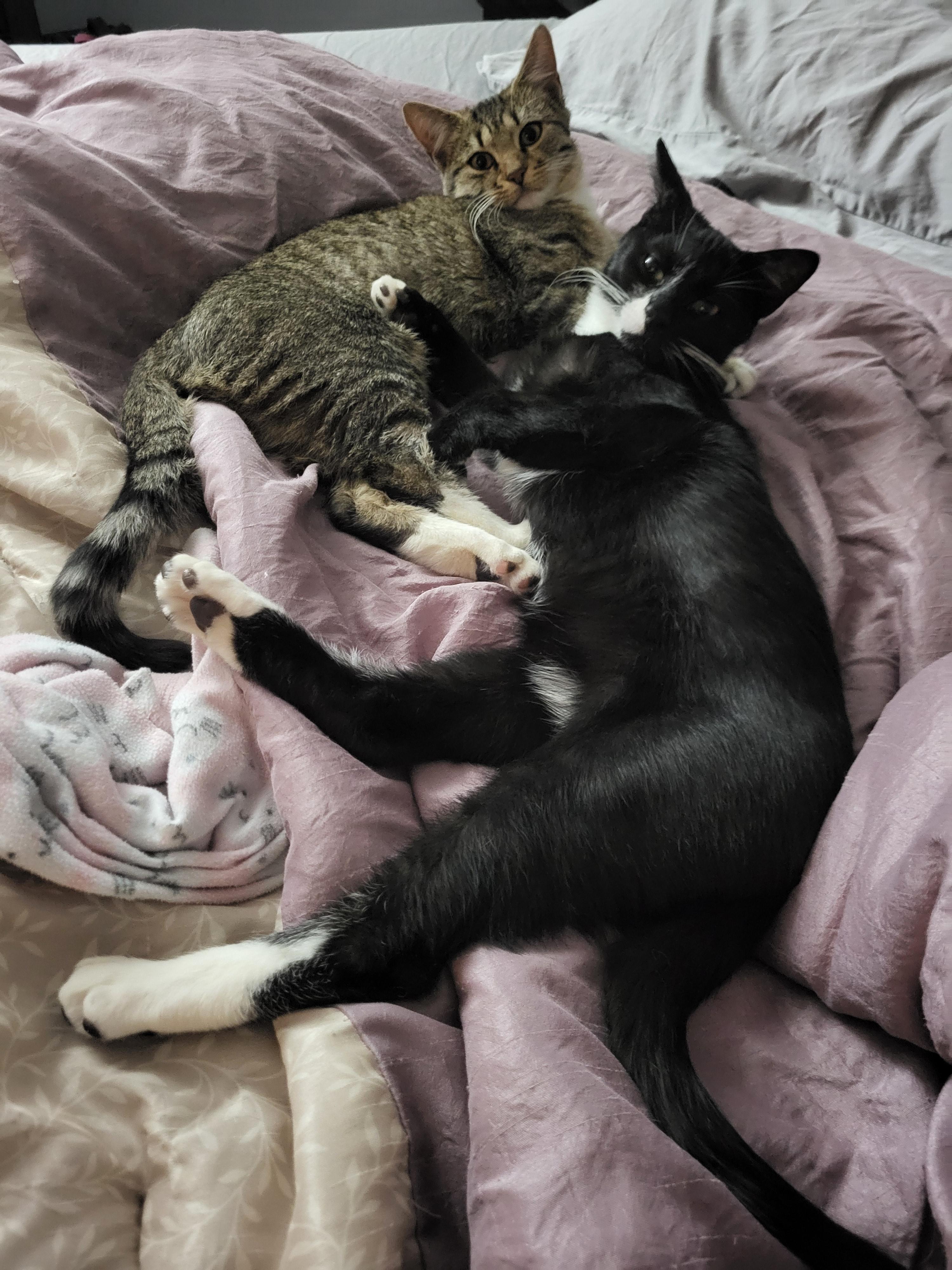 Max, a Adoptable mixed breed in Allentown, PA image 2/2