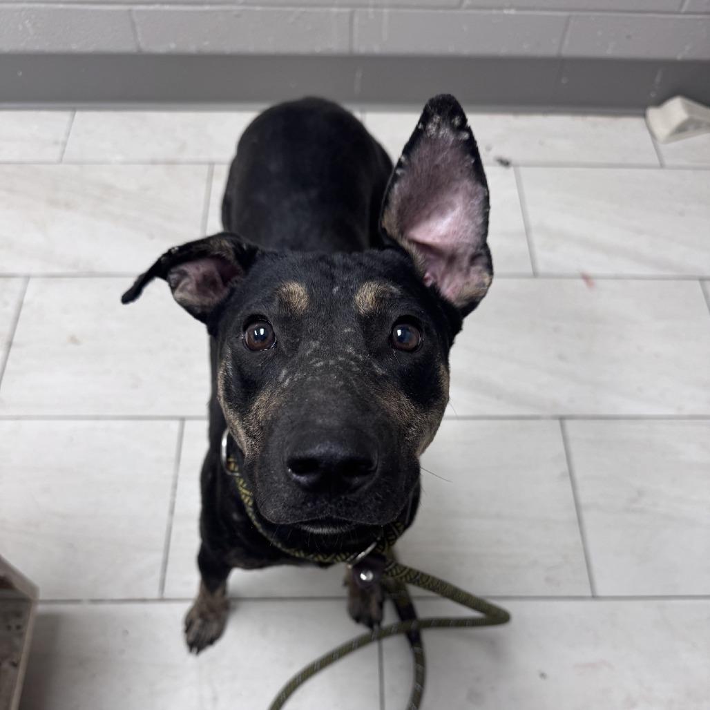 Fawn, Adoptable, Adult Female Black Mouth Cur.