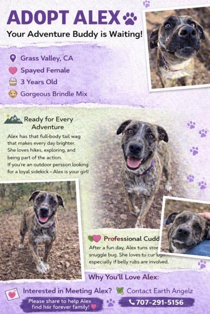 Courtesy Listing- Alex, adopted, Adult Female American Staffordshire Terrier.