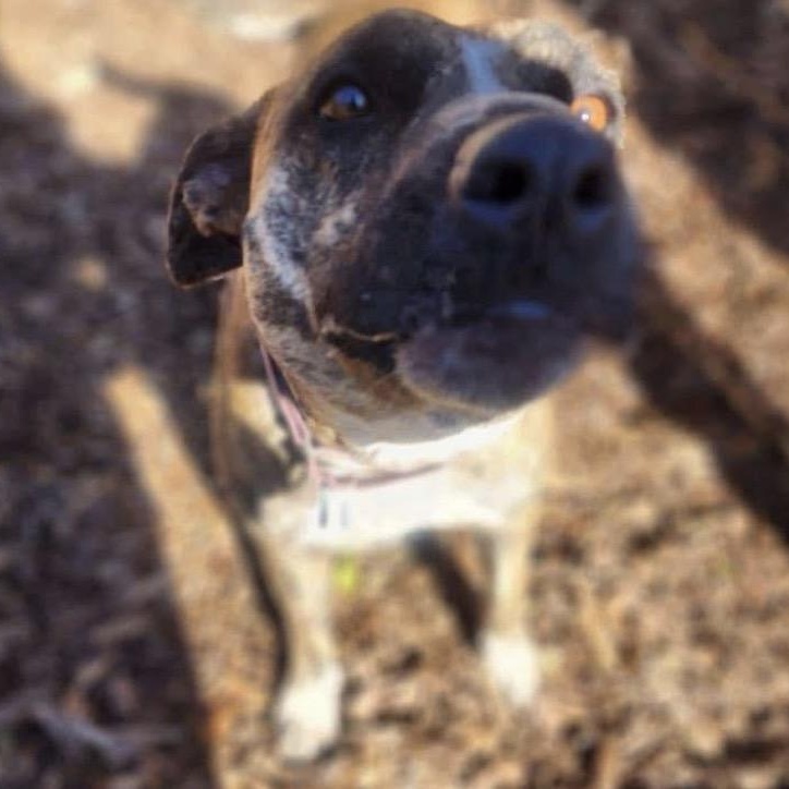 Enlarge Courtesy Listing- Alex, an adopted American Staffordshire Terrier in Grass Valley, CA image 3/3