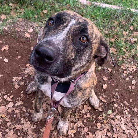 Enlarge Courtesy Listing- Alex, an adopted American Staffordshire Terrier in Grass Valley, CA image 2/3