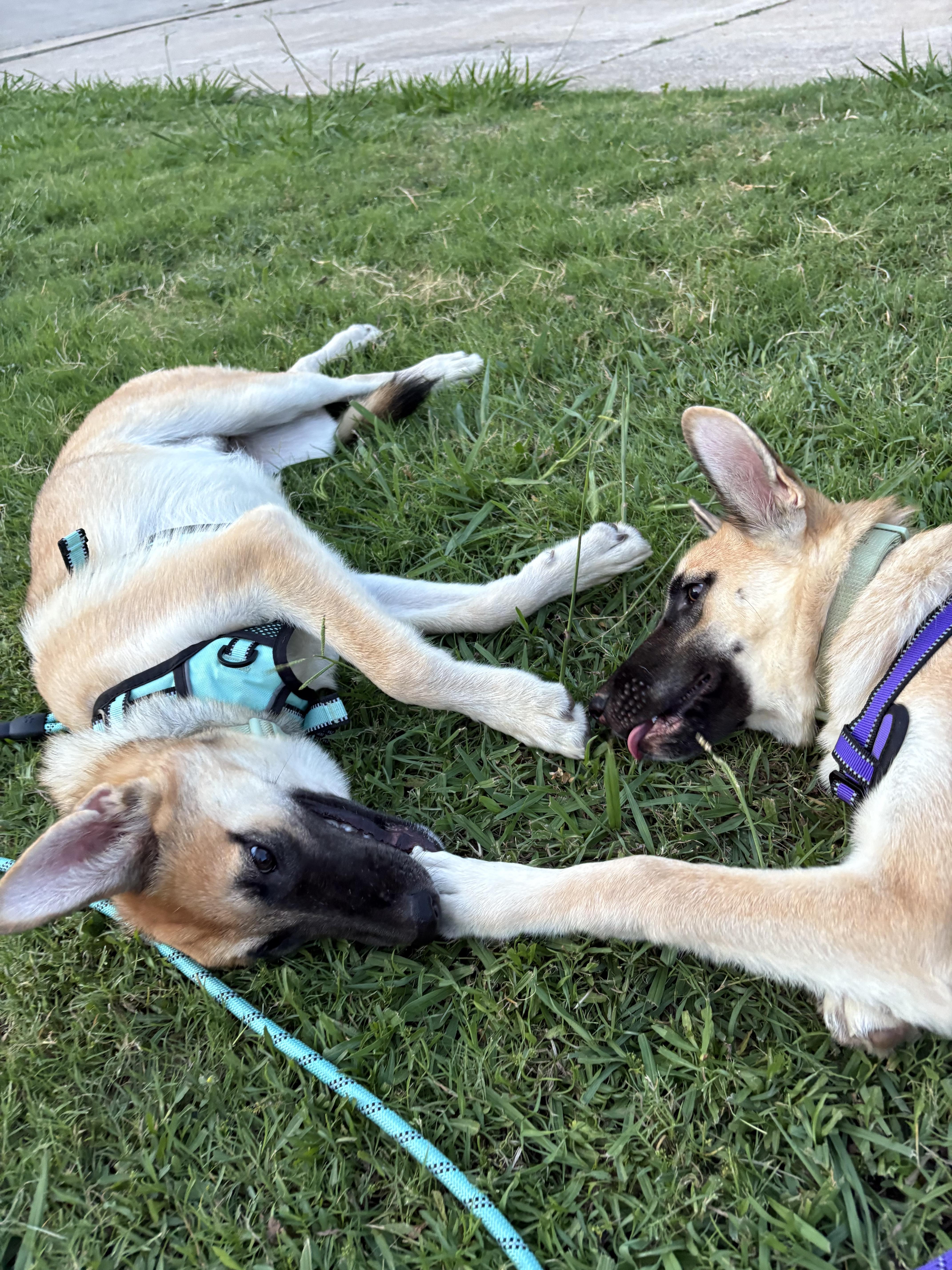 Enlarge Mia, a Adopted mixed breed in Southlake, TX image 1/3