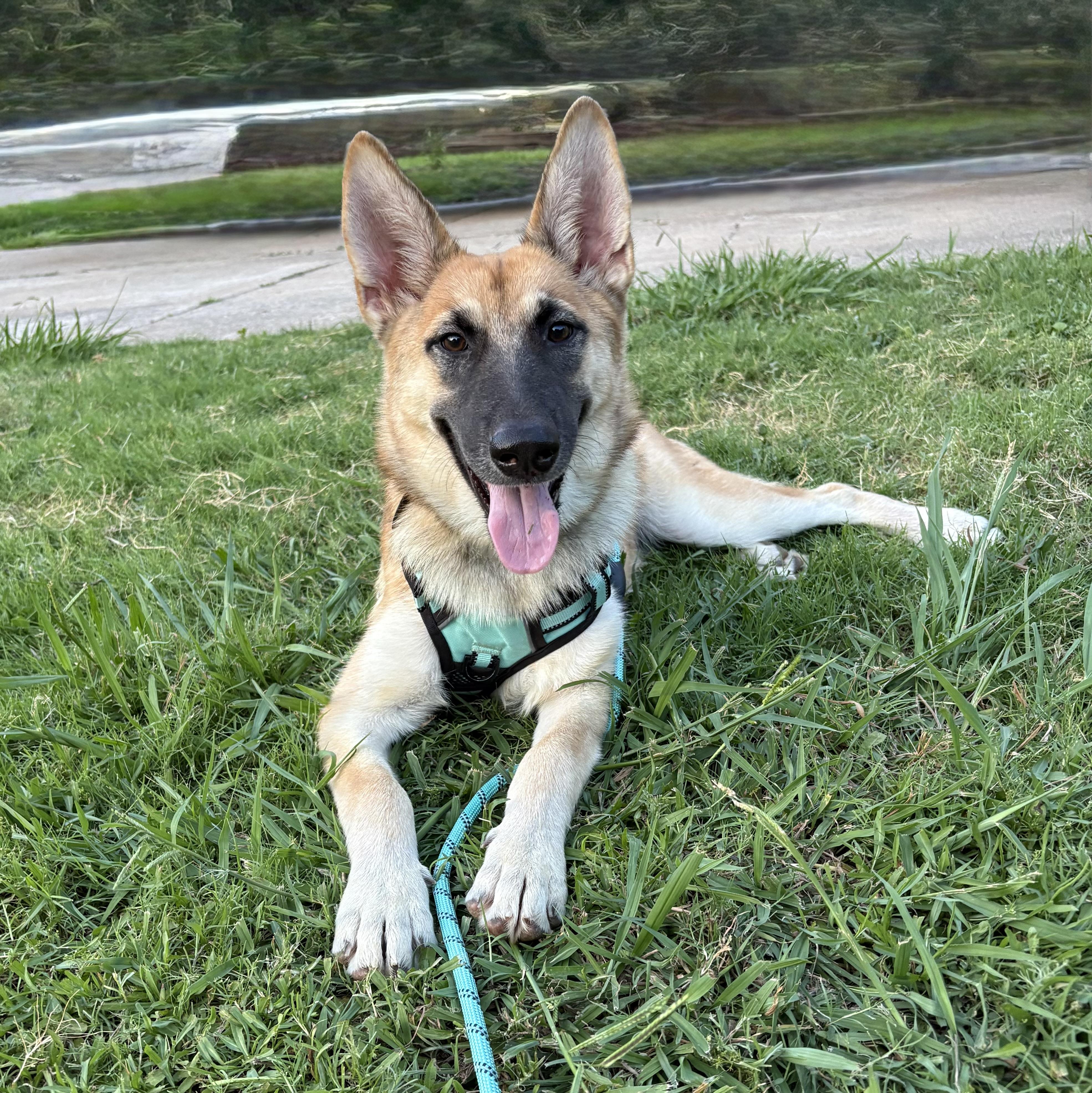 Mia, Baby Female Belgian Shepherd / Malinois